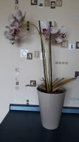Künstliche Orchideen mit Übertopf ab 12 Euro Nordrhein-Westfalen - Ahlen Vorschau