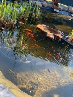 Goldfische und 2 Orfen zu verschenken Bad Doberan - Landkreis - Schwaan Vorschau