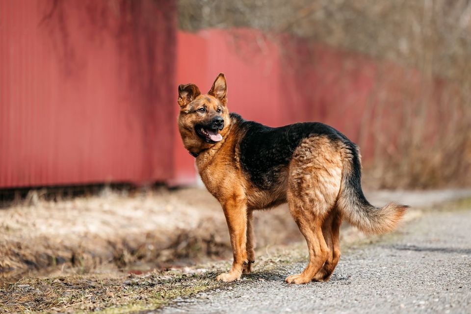 Tierschutz - Barney  sucht die beste Familie! in Hamburg