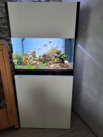 Süsswasseraquarium Elos Nordrhein-Westfalen - Aldenhoven Vorschau