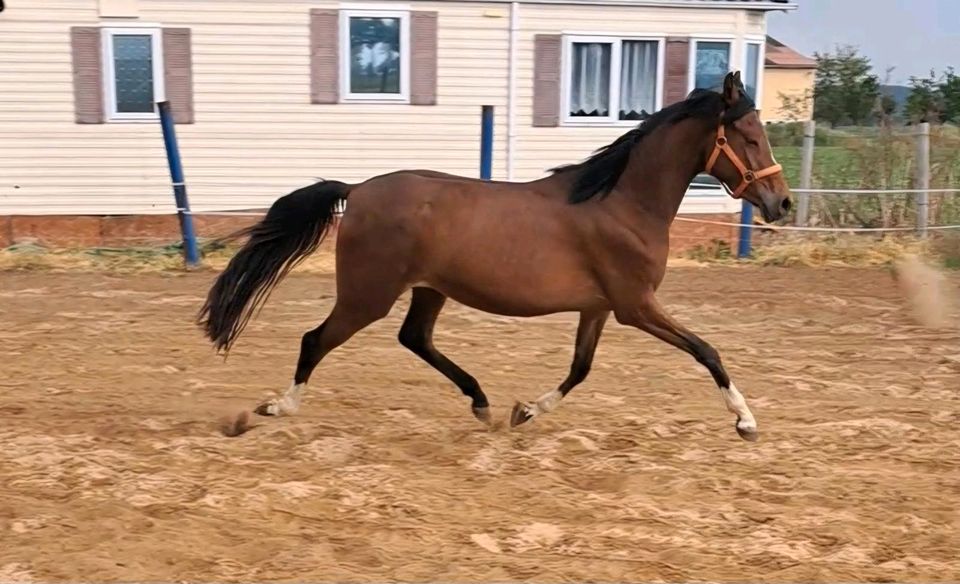 Reitpony, dreijährige Stute, roh in Aschersleben