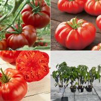Tomatenpflanzen Tomaten Fleischtomaten rot Bayern - Mallersdorf-Pfaffenberg Vorschau