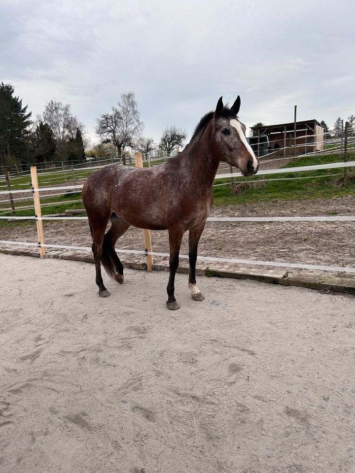 Pflege-/Reitbeteiligung in Bad Wimpfen