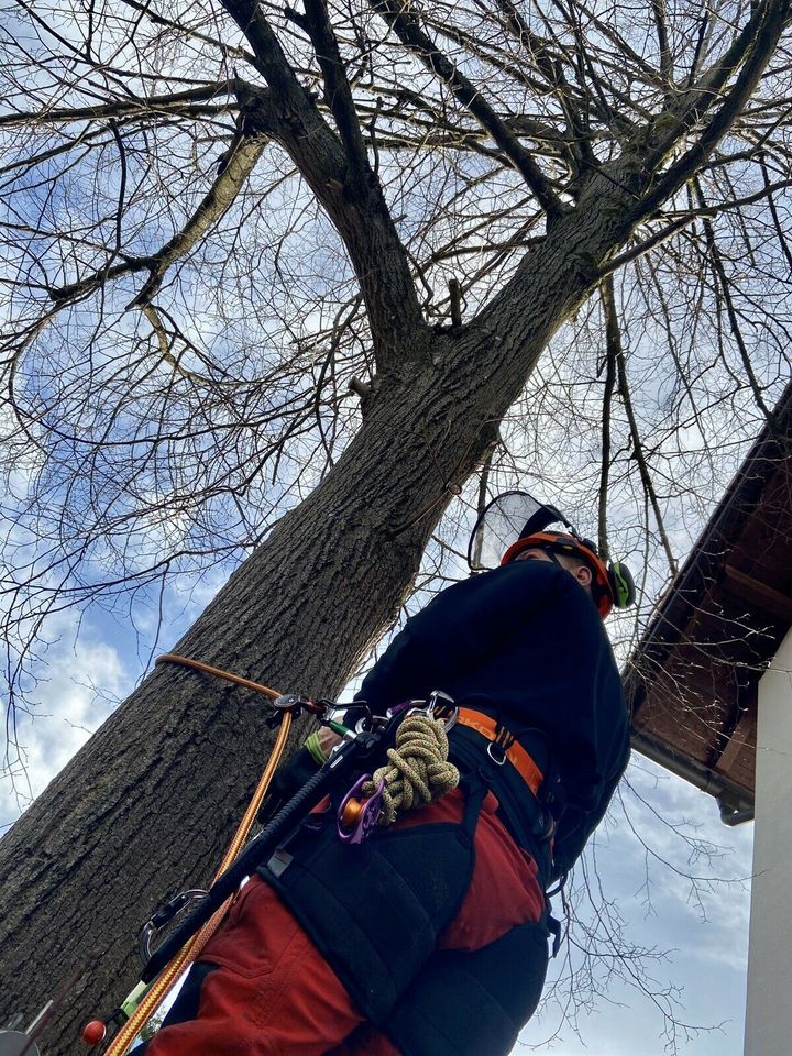 Baum Fällen Baumfällung mit Bühne oder Seilklettertechnik in München