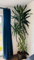 Yucca Palme Zimmerpflanze Bayern - Illschwang Vorschau