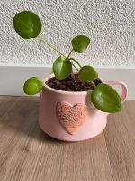 Pilea Geldbaum in Herztasse Saarland - Wadgassen Vorschau