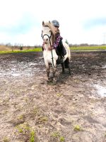 11 jähriges Kinderpony, Stute Welsh a, Therapiepony, Kutschpony Schleswig-Holstein - Handewitt Vorschau