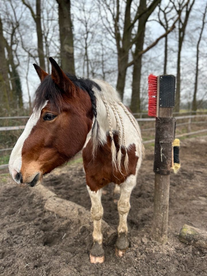 Platz für Isländer / Paddocktrail / Offenstall in Marl