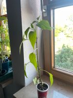 Bio Chili Pflanze von 2024 Gewürz Pflanze Bayern - Neunkirchen a. Brand Vorschau