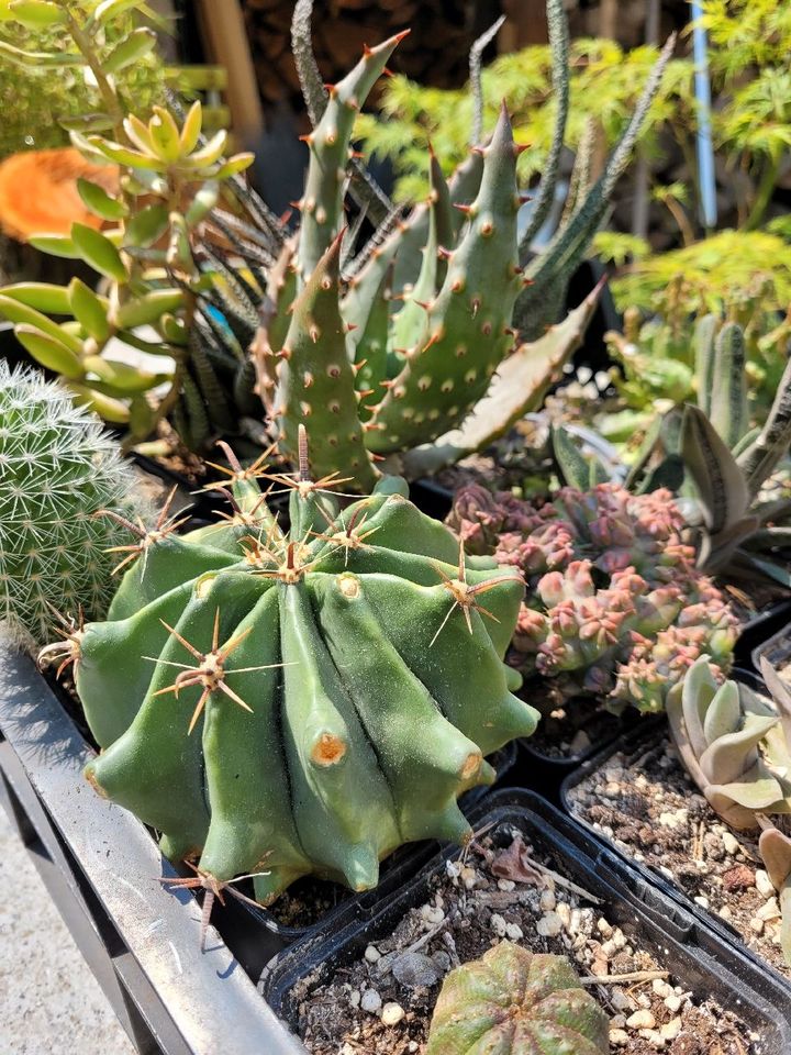 Sukkulenten Zimmerpflanzen Echeveria Aloe Euphorbia in Recklinghausen