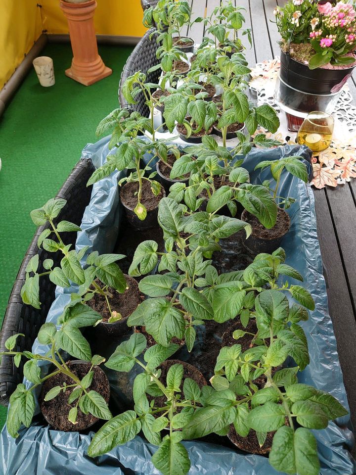 Tomaten  Pflanzen in Berlin