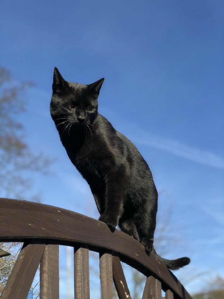 Kater Lucky in Frillendorf seit dem 05.10.20 vermisst in Essen