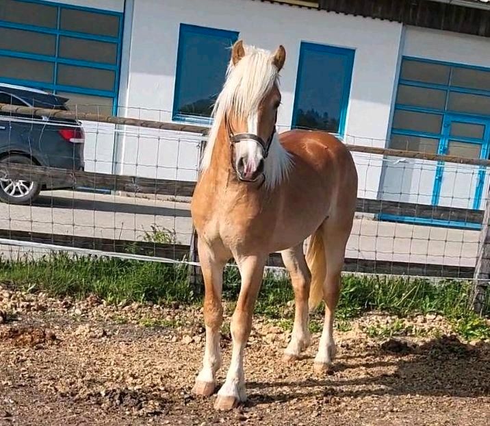 eleganter 2 jähriger Edelblut-Haflinger-Hengst-Anwärter/ Wallach in Ebersberg