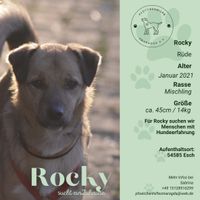 Rocky sucht sein passendes Zuhause Rheinland-Pfalz - Esch Vorschau