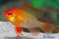 Mikrogeophagus ramirezi / Schmetterlingsbuntbarsch, gold Nordrhein-Westfalen - Löhne Vorschau