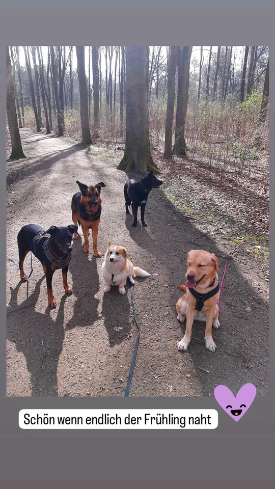 Gassi-Service, Gassiservice, Dogwalker, Hundebetreuung in Hamburg