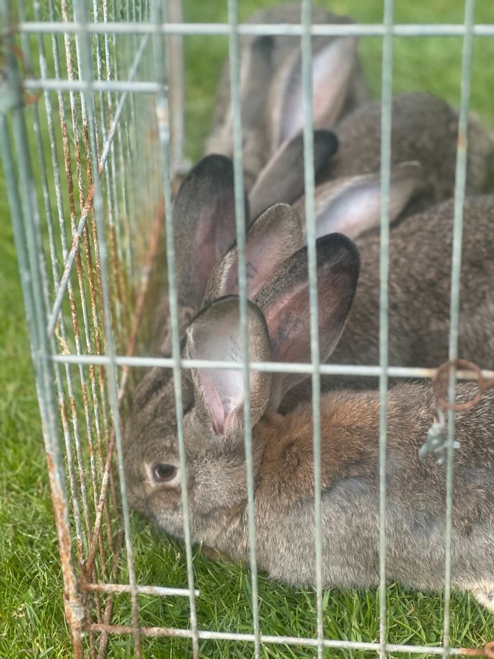 Deutsche Riesen Kaninchen in wildfarbe in Meßstetten