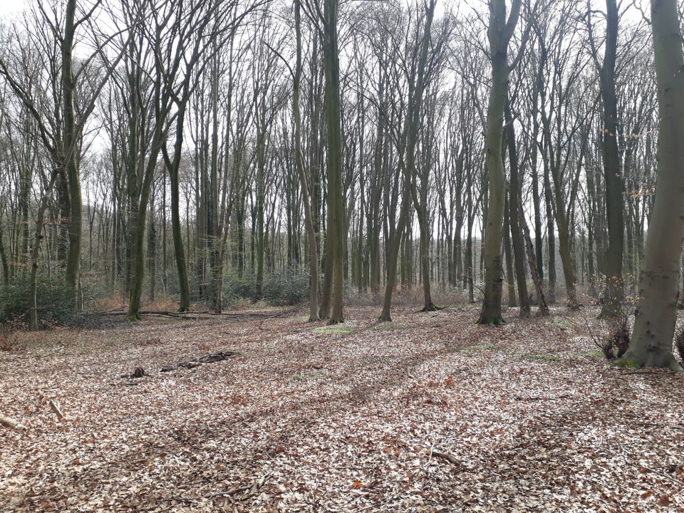 Waldgrundstück, Buchenwald, 3432 m2 in Odenthal