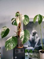 Self-grown Monstera deliciosa variegata Berlin - Neukölln Vorschau