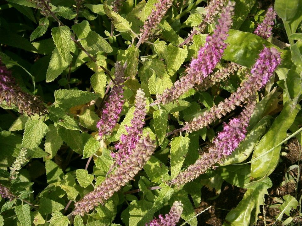 STAUDENSAMEN: KAUKASUS-GAMANDER - BLAUVIOLETTE  BLÜTENKERZEN in Lutherstadt Wittenberg