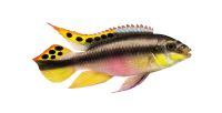 Purpurprachtbarsch - Pelvicachromis pulcher Nordrhein-Westfalen - Wiehl Vorschau