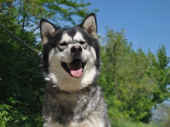 Jack Husky Rüde in Burgsinn