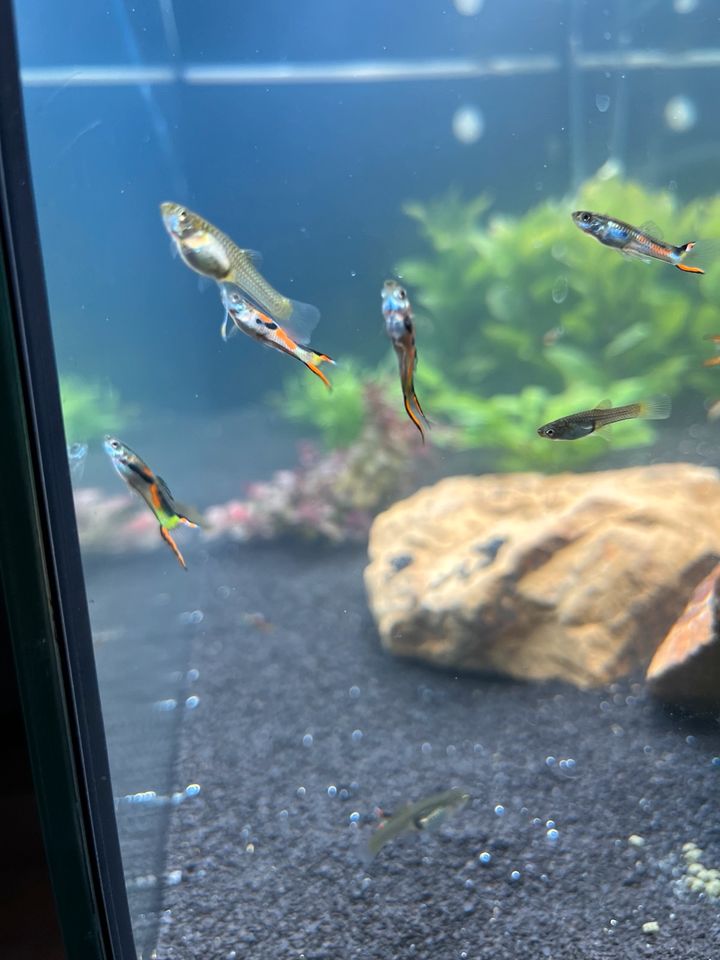 Endler Guppys 0,50€ Stück in Freren