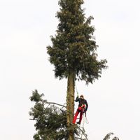 Baumfällung, Baumpflege, Baumkletterer Niedersachsen - Esens Vorschau