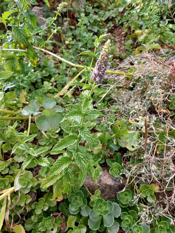 Pfefferminze Garten Kräuter Pflanze in Neresheim