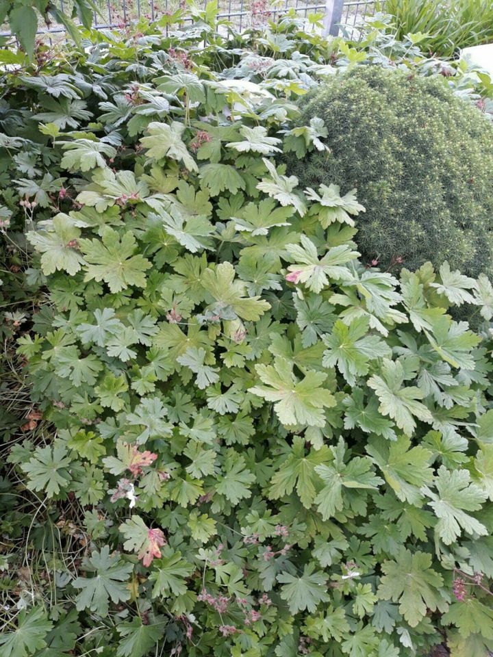 Storchschnabel, Bodendecker zum Tausch in Erzhausen