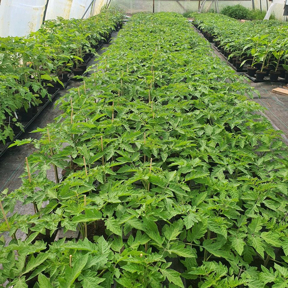 Bioland-Paprikapflanzen Bioland-Tomatenpflanzen in Wees