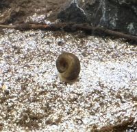 Braune Posthornschnecke Planorbella duryi duryi Aquarium Teich Nordrhein-Westfalen - Frechen Vorschau