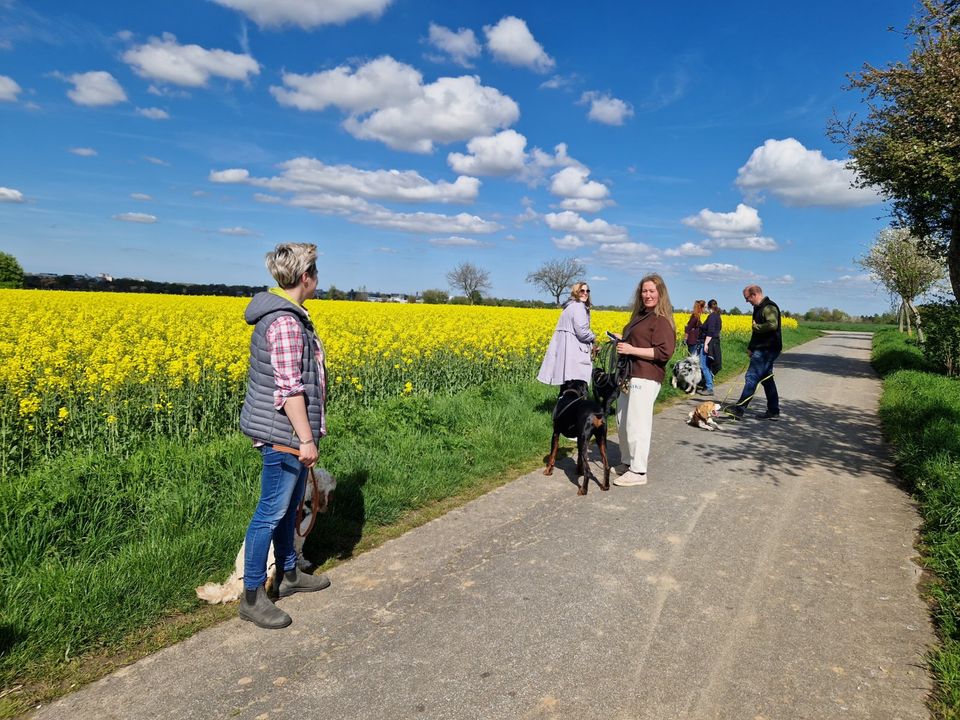 Spielgruppe für Hunde / Hundefreilauf, Hundetreffen, Hundeschule in Soest