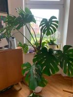 Zimmerpflanze Efeutute Monstera Drachenbaum Hessen - Offenbach Vorschau