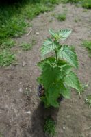 Duftnessel 'Alabaster' weiß Agastache rugosa Anis-Ysop Hessen - Liebenau Vorschau