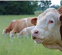 Fleckvieh Fleisch Simmentaler Bio Deckbullen Jungbullen Stier Öko Bayern - Neukirchen bei Sulzbach Rosenberg Vorschau