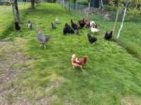 Verkaufe bunte Hühner Eier Baden-Württemberg - Waiblingen Vorschau