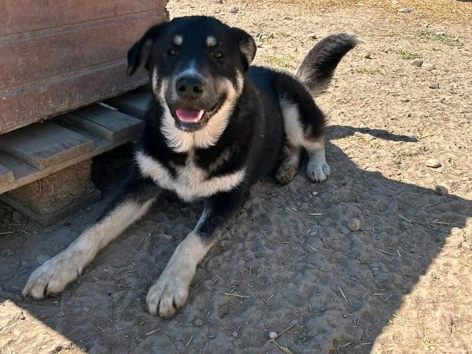 Traumrüde JAMES ❤️ sucht seine Familie! in Gevenich Eifel