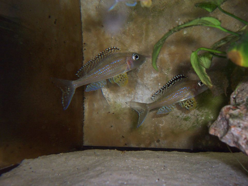 Xenotilapia papilio Tembwe Zuchtpaare in Neckargemünd