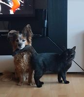Alltagsbegleiter für ihren Hund oder ihre  Katze Nordrhein-Westfalen - Dinslaken Vorschau