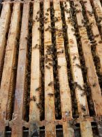 Bienen zu verkaufen Bayern - Oberaurach Vorschau