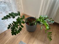 Zamioculcas Glücksfeder Zimmerpflanze Bayern - Schnaittach Vorschau