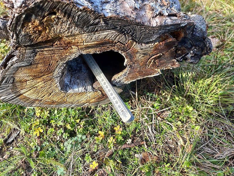 Hohler Apfel Baumstamm Stammabschnitt mit Verwachsungen Holz in Baden