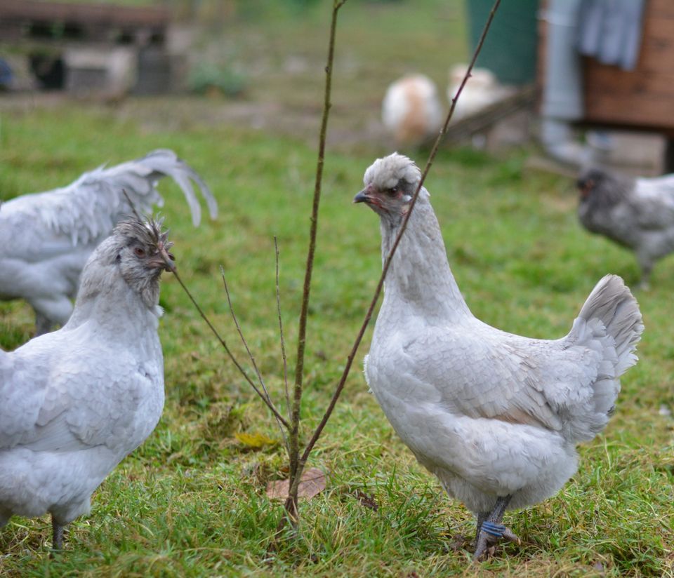 Bruteier Lavender Araucana - Grünleger / Türkisleger in Gerstungen