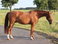 4 Jähriger Dt. Reitpony Wallach Brandenburg - Trebbin Vorschau