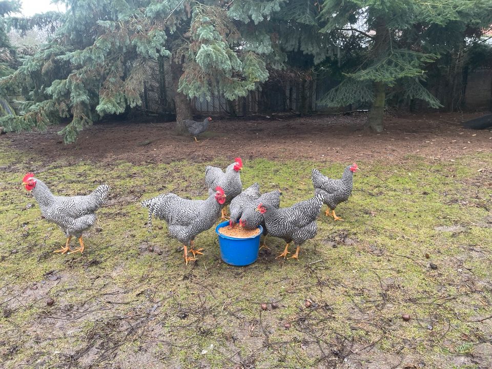 Hühner Küken Amrock groß reinrassig in Seelow