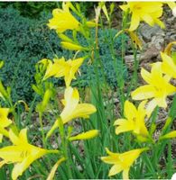 WINTERHARTE GARTENSTAUDE DIE TAGLILIE GELB Dresden - Räcknitz/Zschertnitz Vorschau