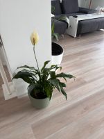 Zimmerpflanze im Übertopf Lufterfrischend Nordrhein-Westfalen - Düren Vorschau