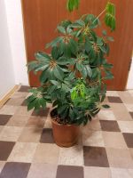 Exotenherz - Schefflera Zimmerüflanze ca.60cm. hoch.. Nürnberg (Mittelfr) - Südstadt Vorschau