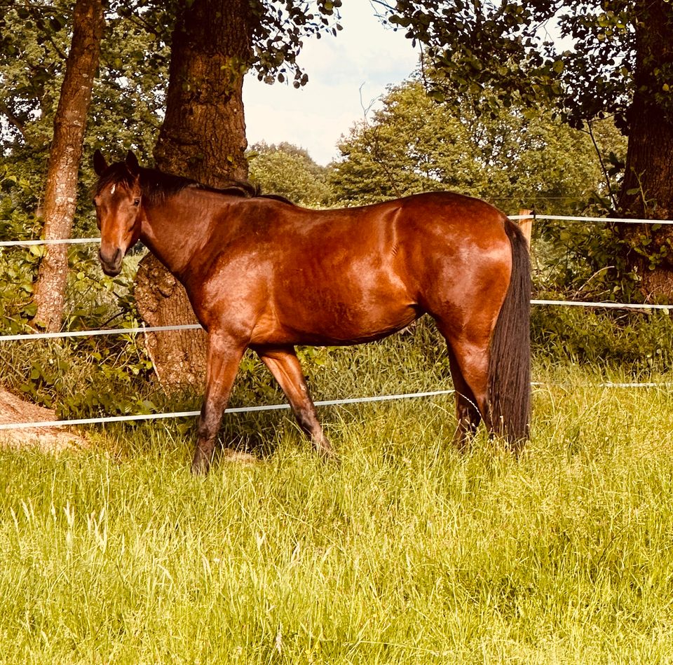 Dressurpferd 2 Jahre Franco Nero x Dancier in Lathen